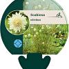 Scabiosa ochroleuca Pot 9 cm