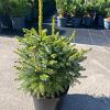 Picea omorika 'Nana' Pot 7,5 Liter 40 - 50 cm