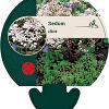 Sedum album Pot 9 cm