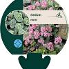 Sedum ewersii Pot 9 cm