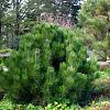 Pinus mugo 'Columbo' Pot 5 Liter 40 - 50 cm