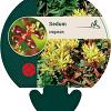 Sedum oreganum Pot 9 cm