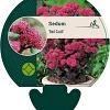 Sedum 'Red Cauli' Pot 9 cm