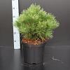 Pinus nigra 'Nana' Pot 7,5 Liter 40 - 50 cm