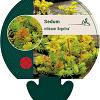 Sedum reflexum 'Angelina' Pot 9 cm