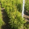 Thuja occ. 'Brabant' Kluit 80 - 100 cm