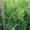 Thuja occ. 'Brabant' Kluit 80 - 100 cm