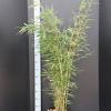 Fargesia robusta 'Campbell' Pot 10 liter 100 - 125 cm