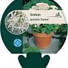 Sedum spectabile 'Stardust' Pot 9 cm