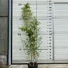Fargesia robusta 'Campbell' Pot 10 liter 125 - 150 cm