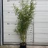 Fargesia robusta 'Campbell' Pot 10 liter 125 - 150 cm