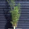 Fargesia robusta 'Campbell' Pot 20 Liter 175 - 200 cm