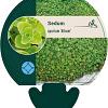 Sedum spurium 'Album' Pot 9 cm