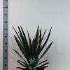 Yucca filamentosa Pot 7,5 Liter 40 - 50 cm