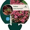 Sedum spurium 'Purpurteppich' Pot 9 cm