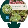 Sempervivum arachnoideum Pot 9 cm