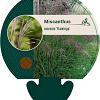 Miscanthus sin. 'Flamingo' Pot 9 cm