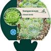 Sempervivum ciliosum borisii Pot 9 cm