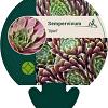 Sempervivum 'Lipari' Pot 9 cm