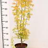 Acer pal. 'Sangokaku' Pot 7,5 Liter 80 - 100 cm