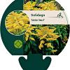 Solidago 'Golden Dwarf' Pot 9 cm