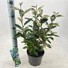 Elaeagnus ebb. 'Compacta' Pot 3 Liter 30 - 40 cm