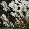 Miscanthus sin. 'Graziella' Pot 9 cm