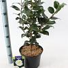 Camellia j. 'Brushfield's Yellow' Pot 5 Liter 60 - 70 cm