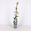 Clematis florida sieboldiana Pot 2 Liter