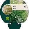 Stipa capillata Pot 9 cm