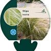 Stipa tenuifolia Pot 9 cm