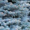 Picea pungens 'Super Blue' In pot 100 - 125 cm