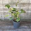 Hydrangea querc. 'Snowflake' Pot 2,5 Liter