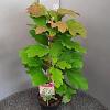 Hydrangea querc. 'Snowflake' Pot 2,5 Liter