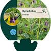 Symphytum officinale Pot 9 cm