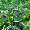 Symphytum officinale Pot 9 cm