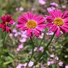 Tanacetum (C) 'Robinson's Red' Pot 9 cm