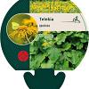 Telekia speciosa Pot 9 cm