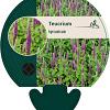Teucrium hyrcanicum Pot 9 cm