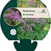 Thalictrum 'Black Stockings' Pot 9 cm