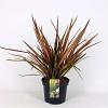 Phormium 'Evening Glow' Pot 7,5 Liter 50 - 60 cm