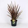 Phormium 'Sundowner' Pot 7,5 Liter 60 - 80 cm