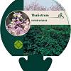 Thalictrum rochebrunianum Pot 9 cm