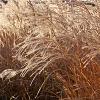 Miscanthus sin. 'Kleine Silbersp.' Pot 9 cm