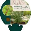 Miscanthus sin. 'Kleine Silbersp.' Pot 9 cm