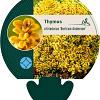 Thymus citriod. 'Bertram Anderson' Pot 9 cm