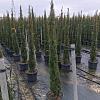 Cupressus semp. 'Pyramidalis' Pot 25 Liter 175 - 200 cm