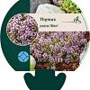 Thymus praecox 'Minor' Pot 9 cm