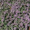 Thymus praecox 'Pink Chintz' Pot 9 cm