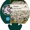 Thymus praecox 'Pink Chintz' Pot 9 cm